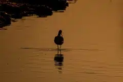 Fotograferet ved Tempelkrog