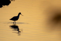 DSC_5819 Foto taget ved Tempelkrogen