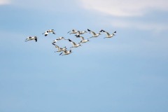 DSC_6791 Foto taget ved Tempelkrogen