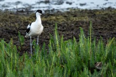 PHL6578 Foto taget ved Borreby (Klyde med unge)