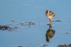 PHL6859 Foto taget ved Borreby