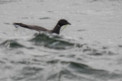 DSC_1264 Taget i Køge bugt ved Køge bugt ved Klydesøen