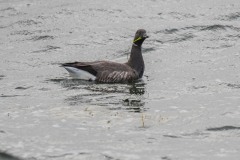 DSC_1265 Taget i Køge bugt ved Køge bugt ved Klydesøen