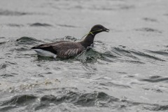 DSC_1267 Taget i Køge bugt ved Køge bugt ved Klydesøen