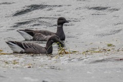 DSC_1378 Taget i Køge bugt ved Køge bugt ved Klydesøen