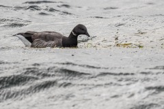 DSC_1470 Taget i Køge bugt ved Køge bugt ved Klydesøen