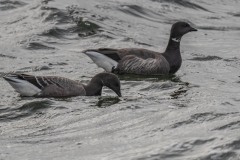 DSC_1526 Taget i Køge bugt ved Køge bugt ved Klydesøen