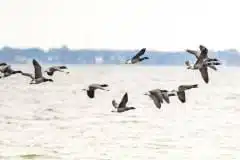 Taget ved Ølsømagle revle