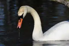 Fotograferet i Fælledparken