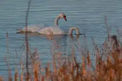 Fotograferet ved Strødam Engsø