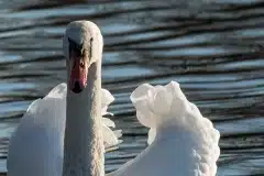 Fotograferet ved Tueholm sø