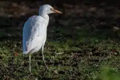 Foto ved Tjæreby