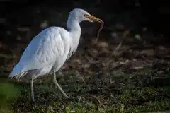 Foto ved Tjæreby
