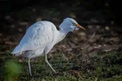 Foto ved Tjæreby