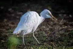 Foto ved Tjæreby