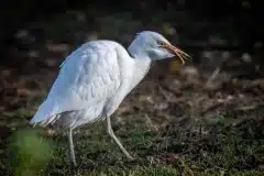Foto ved Tjæreby