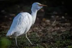 Foto ved Tjæreby