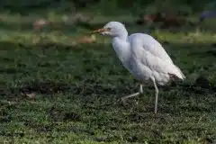 Foto ved Tjæreby