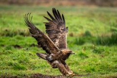 PH89673 Foto taget i Sverige