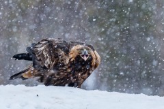 DSC3847 Taget i Kalvträsk, Sverige