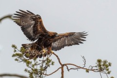 DSC4107 Taget i Kalvträsk, Sverige