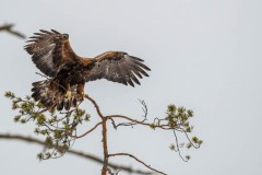 DSC4108 Taget i Kalvträsk, Sverige