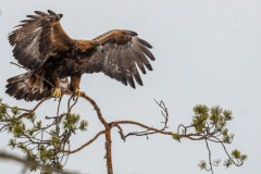 DSC4109 Taget i Kalvträsk, Sverige