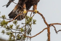 DSC4121 Taget i Kalvträsk, Sverige