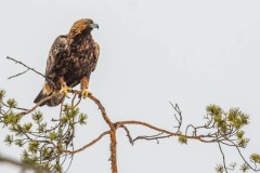 DSC4134 Taget i Kalvträsk, Sverige