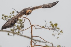 DSC4144 Taget i Kalvträsk, Sverige