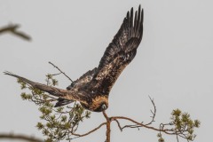 DSC4146 Taget i Kalvträsk, Sverige