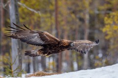 DSC4159 Taget i Kalvträsk, Sverige