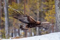 DSC4160 Taget i Kalvträsk, Sverige