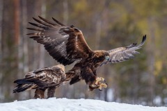 DSC4169 Taget i Kalvträsk, Sverige