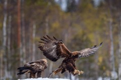 DSC4170 Taget i Kalvträsk, Sverige