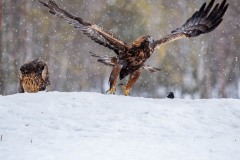 DSC4456 Taget i Kalvträsk, Sverige