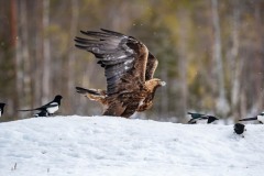 DSC4549 Taget i Kalvträsk, Sverige