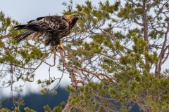 DSC4605 Taget i Kalvträsk, Sverige