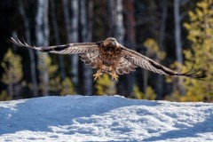 DSC5584 Taget i Kalvträsk, Sverige