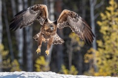 DSC5585 Taget i Kalvträsk, Sverige