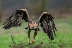 PH88979 Foto taget i Sverige