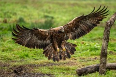 PH89607 Foto taget i Sverige