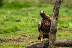 PH89616 Foto taget i Sverige