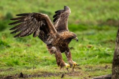 PH89675 Foto taget i Sverige