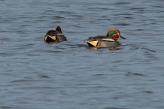 PHL9530 Fotograferet ved Tueholm sø