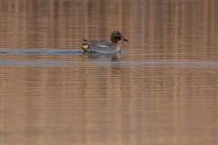 DSC6076 Fotograferet ved Vallensbæk mose