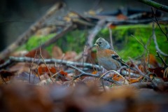 DSC_6083 Fotograferet i Bidstrup skovene