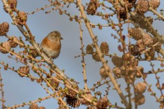 DSC_6389 Fotograferet i Himmelev grusgrav