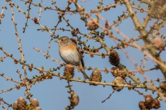 DSC_6411 Fotograferet i Himmelev grusgrav