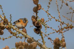 DSC_6416 Fotograferet i Himmelev grusgrav